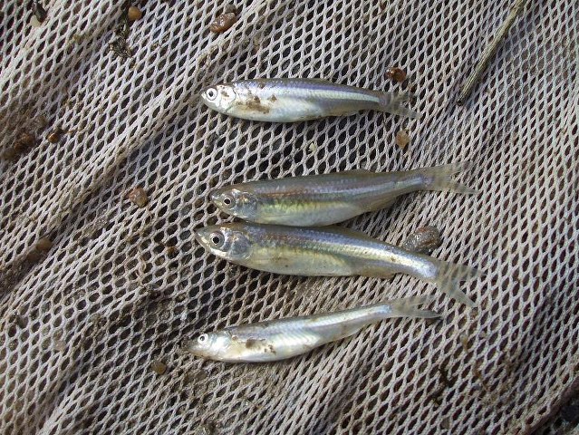 (Notropis) Род НОТРОПИСЫ 92 вида